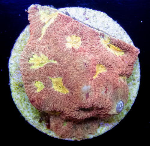 Ultra Gold & Rose Favia - freakincorals.com