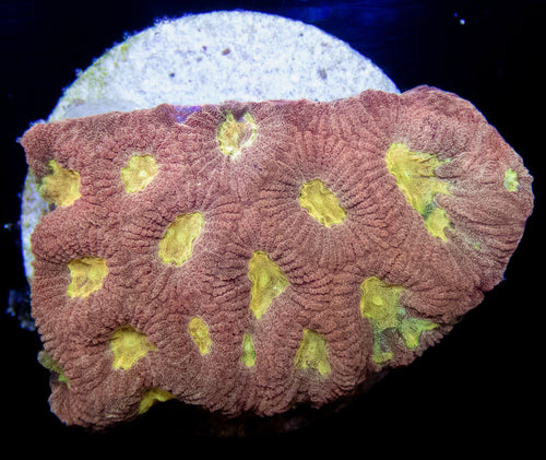Ultra Gold & Rose Favia - freakincorals.com