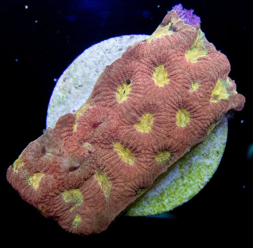 Ultra Gold & Rose Favia - freakincorals.com