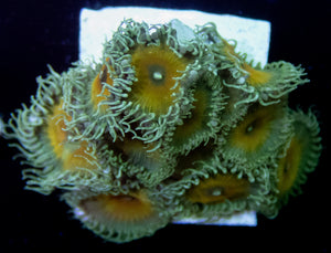 JF Nuclear Death Paly - freakincorals.com