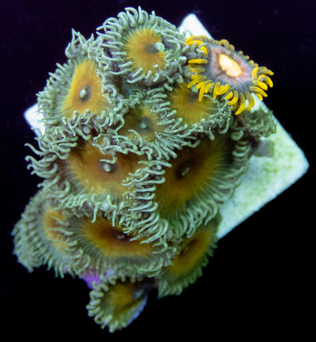 JF Nuclear Death Paly - freakincorals.com