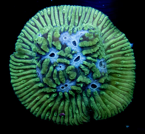 Blue Ice Favia - freakincorals.com