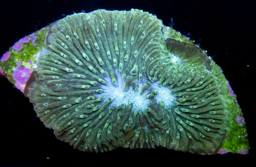 Blue Ice Favia - freakincorals.com