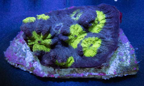 FK Hemlock Mycedium - freakincorals.com