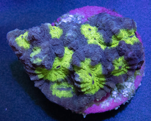 FK Hemlock Mycedium - freakincorals.com