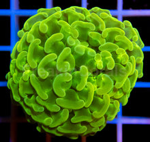 Load image into Gallery viewer, FK Fluor Green Paraancora Euphyllia
