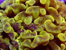 Load image into Gallery viewer, FK Yellow Blotchy Paraancora Euphyllia