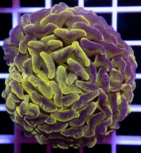 Load image into Gallery viewer, FK Yellow Blotchy Paraancora Euphyllia
