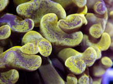Load image into Gallery viewer, FK Yellow Blotchy Paraancora Euphyllia