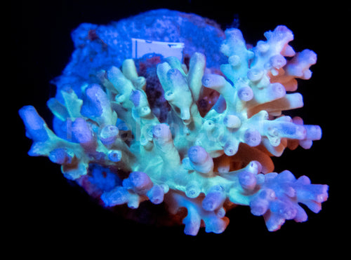 FK Green Echinata