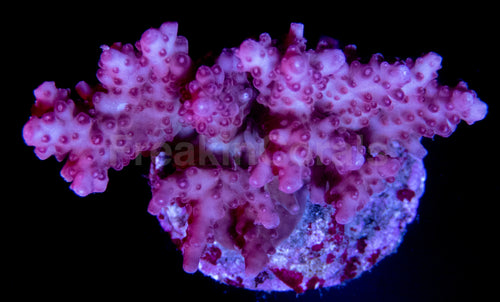FK Pink Granulosa
