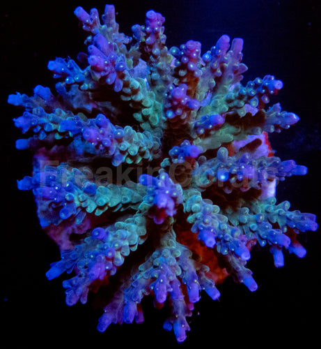FK Blue Valida