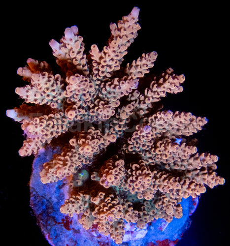 FK Camel Microclados