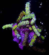 Load image into Gallery viewer, FK Satan Snake Polyps Isaurus tuberculatus (Collector Coral)