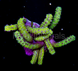 FK Satan Snake Polyps Isaurus tuberculatus (Collector Coral)