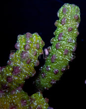 Carregar imagem no visualizador da galeria, FK Satan Snake Polyps Isaurus tuberculatus (Collector Coral)