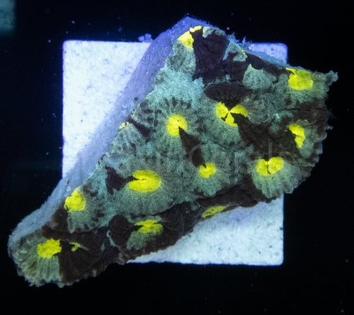 FK Space Brain Favia - freakincorals.com