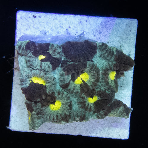 FK Space Brain Favia - freakincorals.com