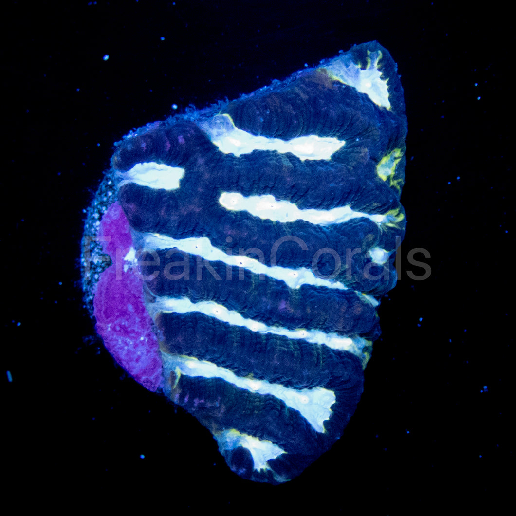 FK Fluor Mouth Platygyra Coral