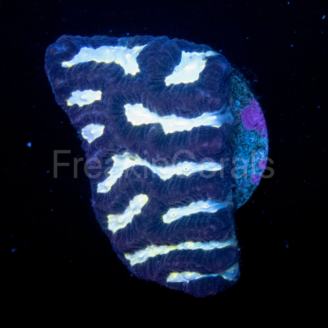 FK Fluor Mouth Platygyra Coral