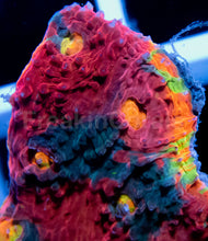 Load image into Gallery viewer, ASL Master Infrared Chalice (Signature Coral)