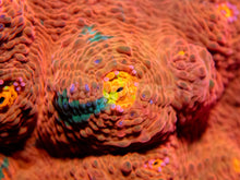 Load image into Gallery viewer, FK The Thing Chalice (New Signature Coral)