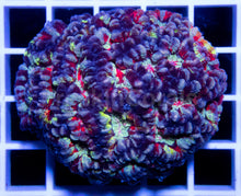 Load image into Gallery viewer, FK Blue Tone Rainbow Wilsoni Asutralophyllia