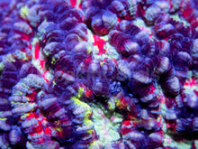 Load image into Gallery viewer, FK Blue Tone Rainbow Wilsoni Asutralophyllia