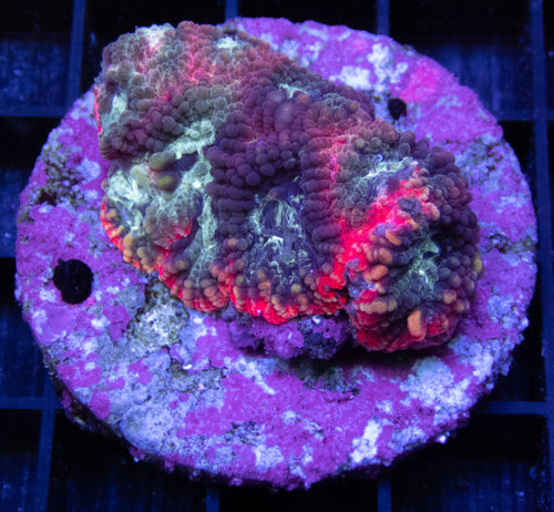 Carnival Favia - freakincorals.com