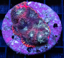 Load image into Gallery viewer, Carnival Favia - freakincorals.com