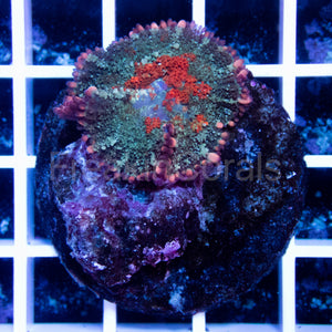 FK GumDrop Rhodactis (Signature Coral)