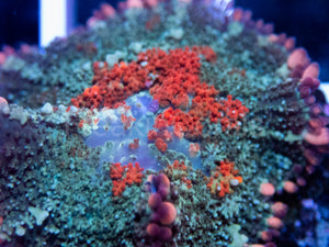 FK GumDrop Rhodactis (Signature Coral)