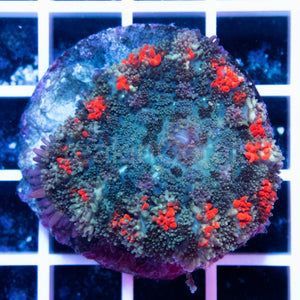 FK GumDrop Rhodactis (Signature Coral)