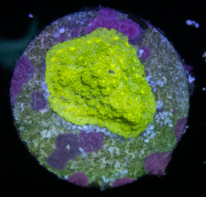 WWC Neon Astreopora