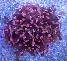 Load image into Gallery viewer, FK Pink Paradivisa Euphyllia