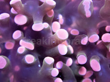 Load image into Gallery viewer, FK Pink Paradivisa Euphyllia
