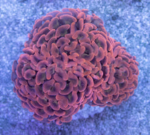 Load image into Gallery viewer, FK Ultra Bronze &amp; Green Stem Paraancora Euphyllia (3 Heads)
