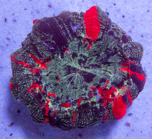 FK Acantophyllia Rainbow (Collector Coral) FK524