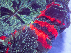 FK Acantophyllia Rainbow (Collector Coral) FK524