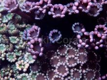 Load image into Gallery viewer, FK Metalic Color Alveopora (Mix Colony)