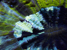 Load image into Gallery viewer, FK Green Splatter Acanthophyllia