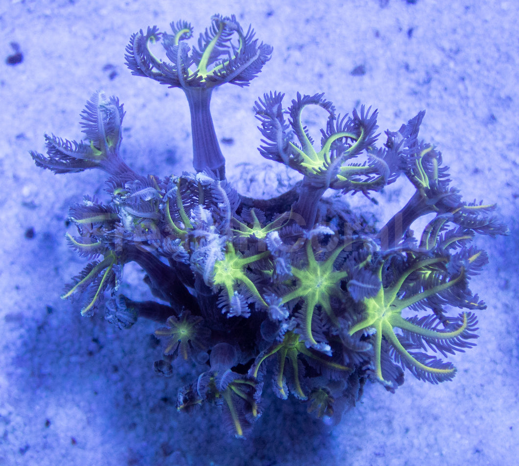 FK Fluor Clavularia