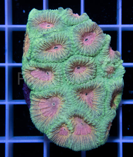 FK Pink Dream Favia (FK Signature Favia)