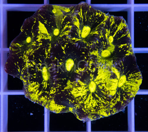FK Splashed Fluor Yellow Paulensis