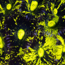 Load image into Gallery viewer, FK Splashed Fluor Yellow Paulensis