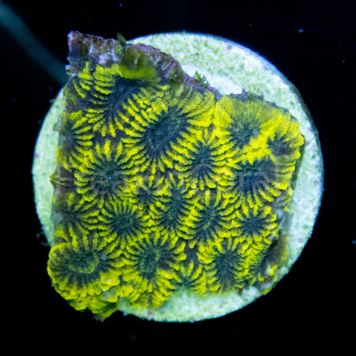 FK Yellow & Green Favia
