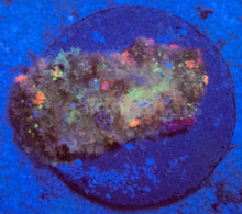 Carregar imagem no visualizador da galeria, FK Stargazing Fuzzy Rodacthis (Collector Coral)