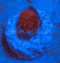 Load image into Gallery viewer, FK Red Dot Discosoma (Baby Coral)