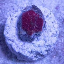 Load image into Gallery viewer, FK Red Dot Discosoma (Baby Coral)