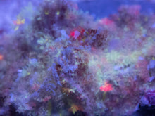 Load image into Gallery viewer, FK Stargazing Fuzzy Rodacthis (Collector Coral)